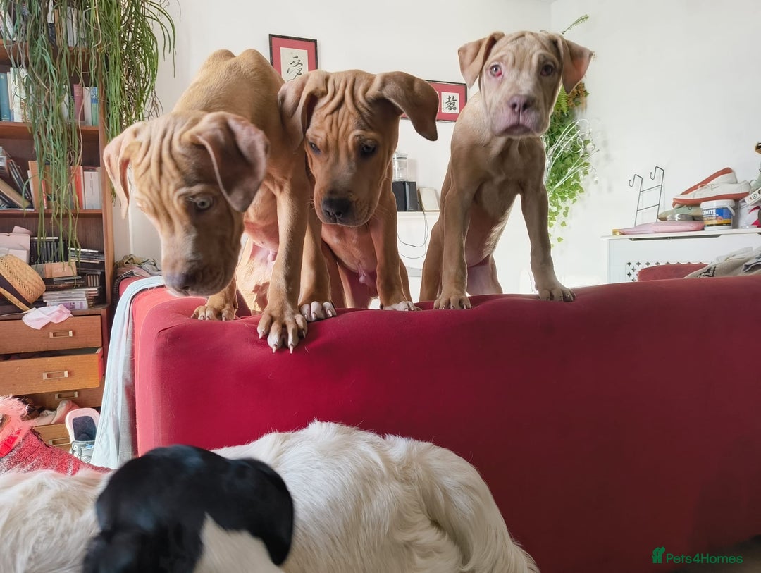 Mastiff dogs for sale: Mastiff X Pups - Advert 1