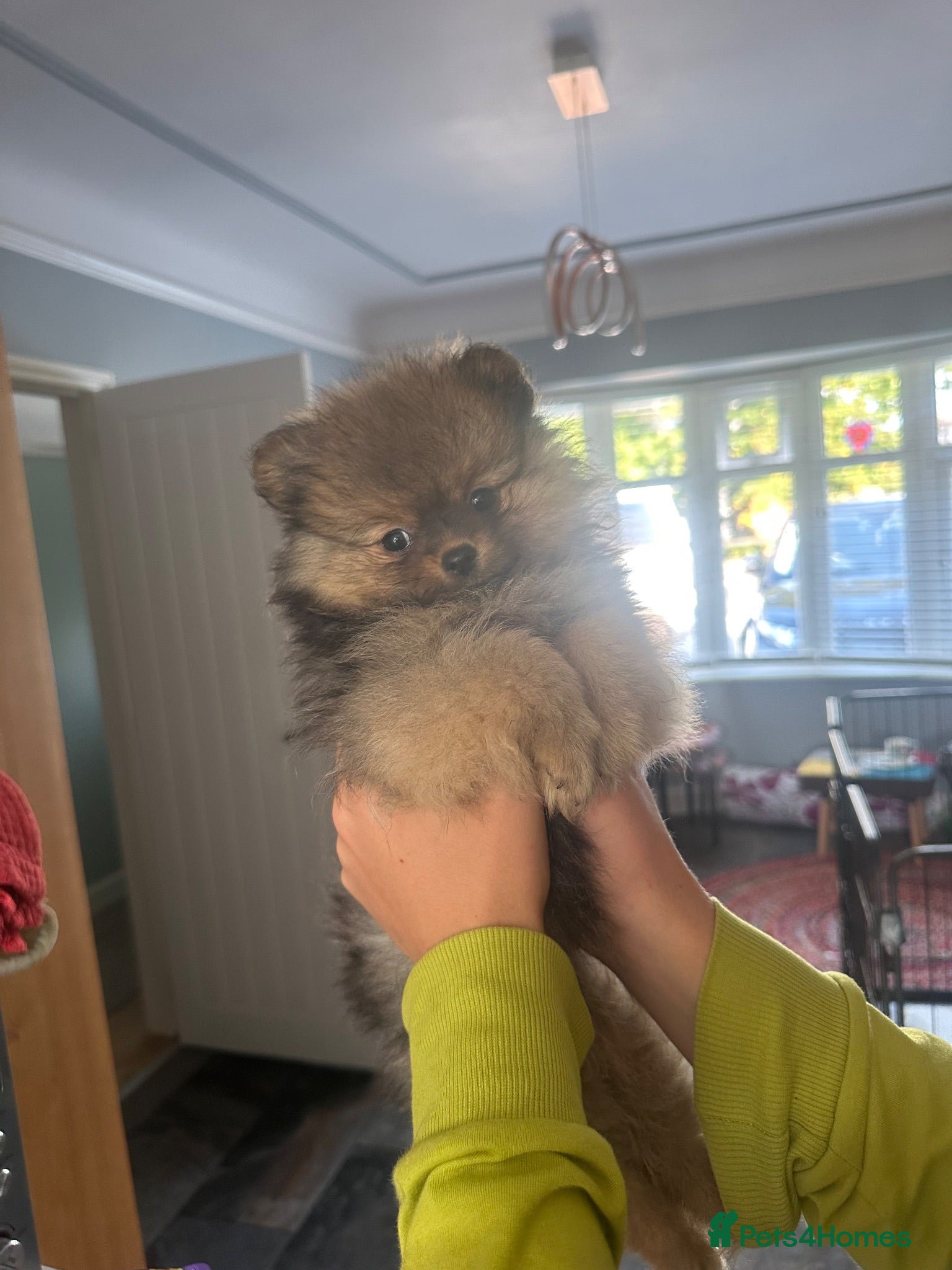 Pomeranian dogs Ready Now Stunning Tiny KC Reg Pomeranian Puppies  - Advert 1