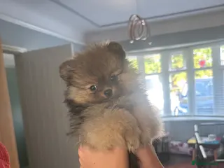 Pomeranian dogs Ready Now Stunning Tiny KC Reg Pomeranian Puppies - Advert 1