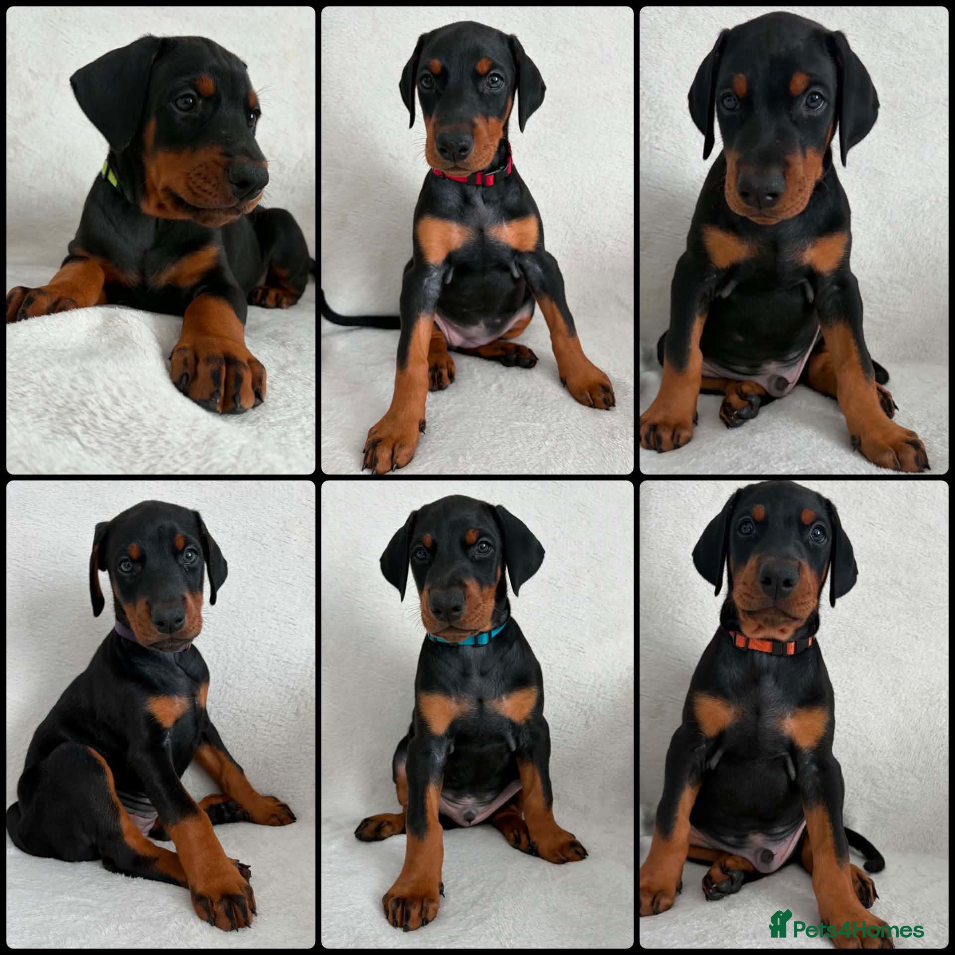 Dobermann dogs KC REGISTERED - DOBERMAN PUPPIES - Advert 5