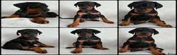 Dobermann dogs for sale: KC REGISTERED - DOBERMAN PUPPIES - Advert 7