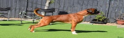Boxer dogs for stud: Fully Health tested euro / kc reg Boxsanuk Gelso  in Newcastle upon Tyne - Advert 13
