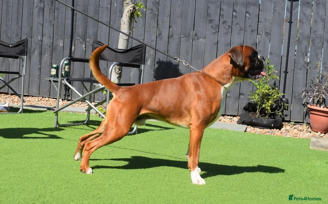 Boxer dogs for stud: Fully Health tested euro / kc reg Boxsanuk Gelso  in Newcastle upon Tyne - Advert 13