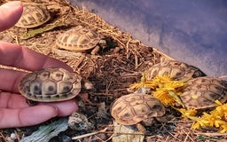 Tortoise reptiles for sale: HERMANNS TORTOISE BABIES HATCHED UK JULY 2025 - Image 7
