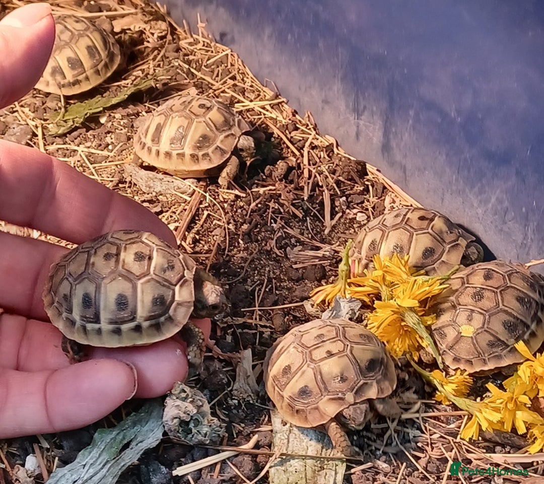 Tortoise reptiles for sale: HERMANNS TORTOISE BABIES HATCHED UK JULY 2025 - Image 7
