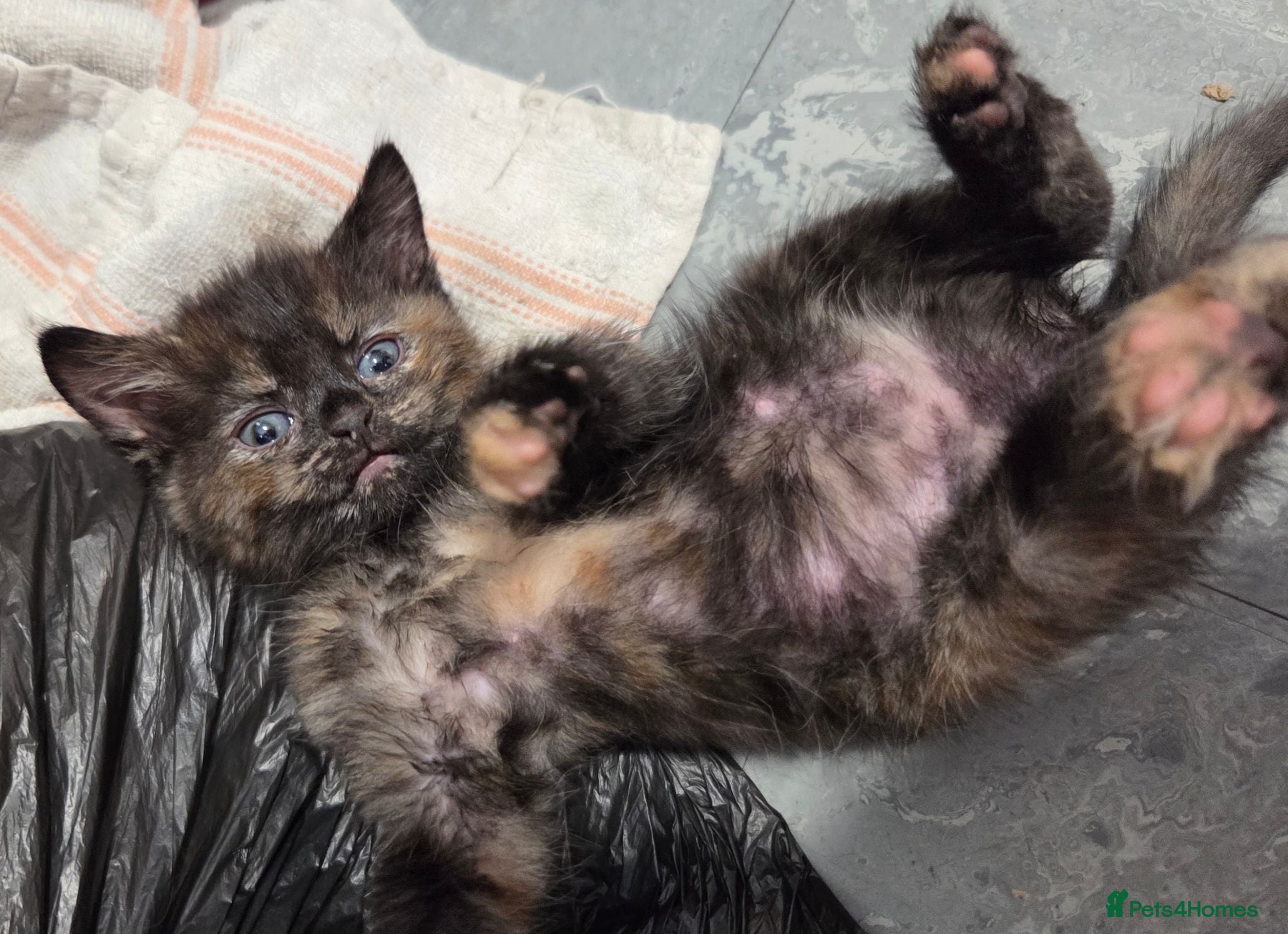 Domestic Shorthair cats 5 Beautiful female kittens for sale  - Advert 5