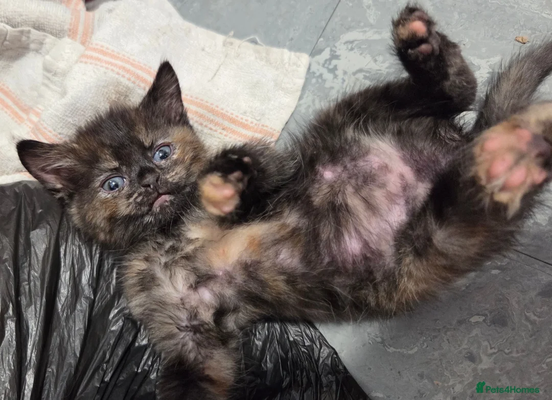 Domestic Shorthair cats for sale: 5 Beautiful female kittens for sale  - Advert 1