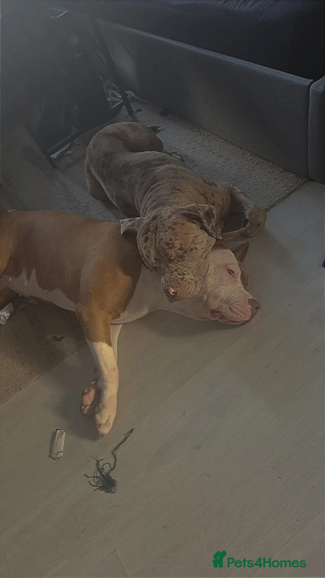 Bullmastiff dogs for sale: Pitbull Mastiff Pups  in London - Advert 8