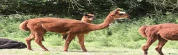 Alpaca livestock for sale: Attractive alpaca mated last year to quality sire - Advert 6