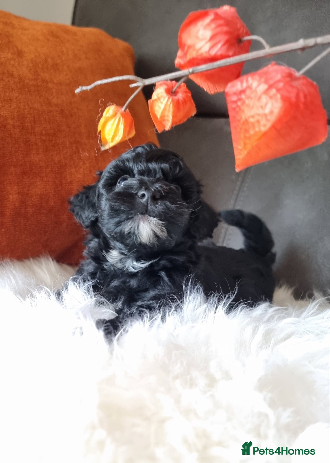 Shihpoo dogs for sale: Adorable best friend Shihpoo pups Fully Vaccinated - Advert 8