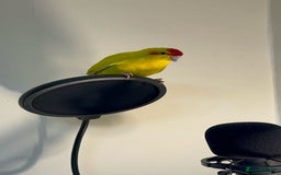 Parrots birds for sale:  Kakariki Pair + Male Indian Ringneck for Sale - Image 7