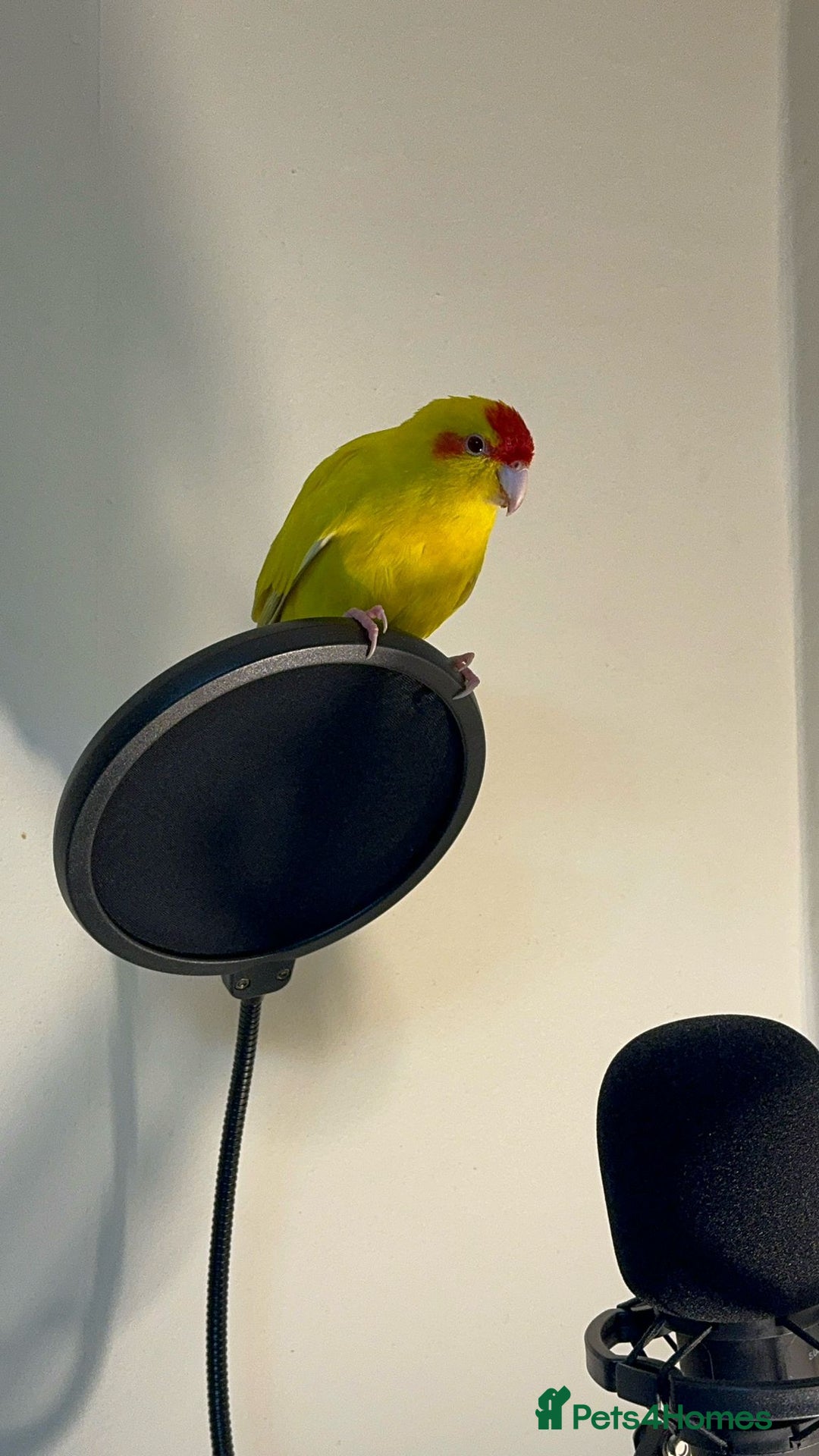 Parrots birds for sale:  Kakariki Pair + Male Indian Ringneck for Sale - Image 7