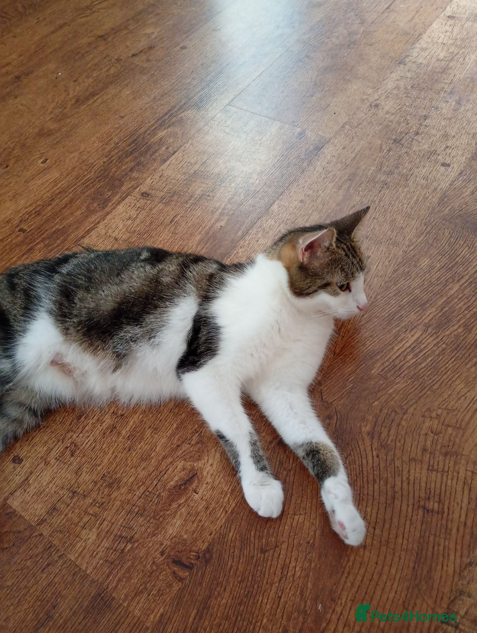 Mixed Breed cats Beautiful Bengal cross kittens - Advert 2