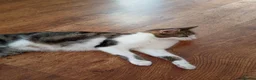 Mixed Breed cats for sale: Beautiful Bengal cross kittens in Maidstone - Advert 1