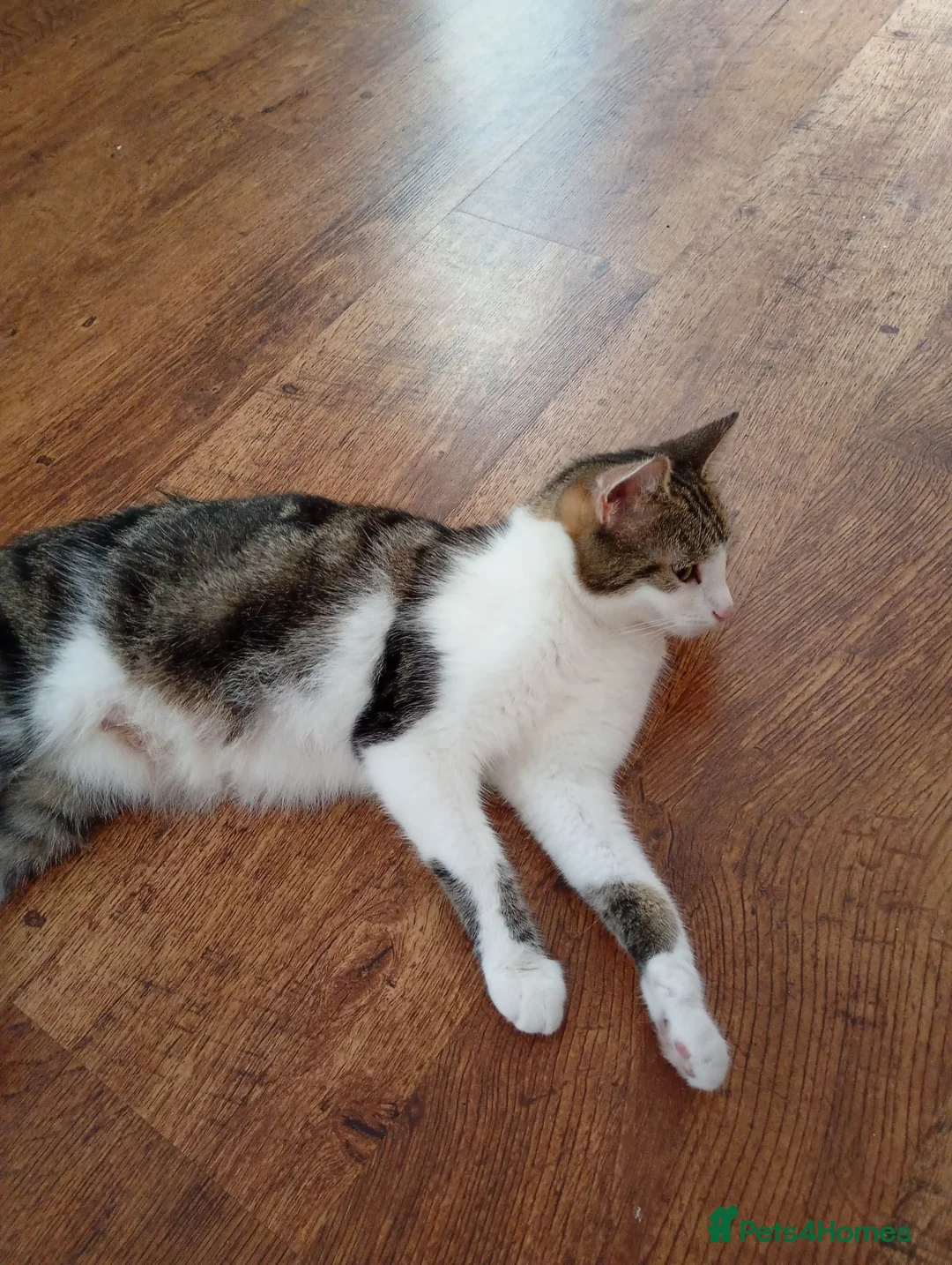 Mixed Breed cats for sale: Beautiful Bengal cross kittens in Maidstone - Advert 1
