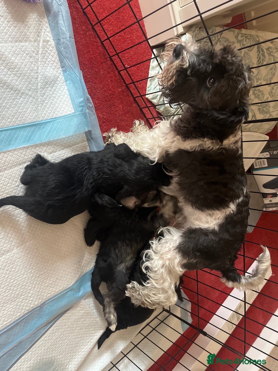 Miniature Schnauzer dogs for sale: KC Registered miniature schnauzer puppies - Image 5