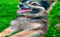Keeshond dogs for adoption: Mikey’s Story: From Chains to Freedom - Image 3