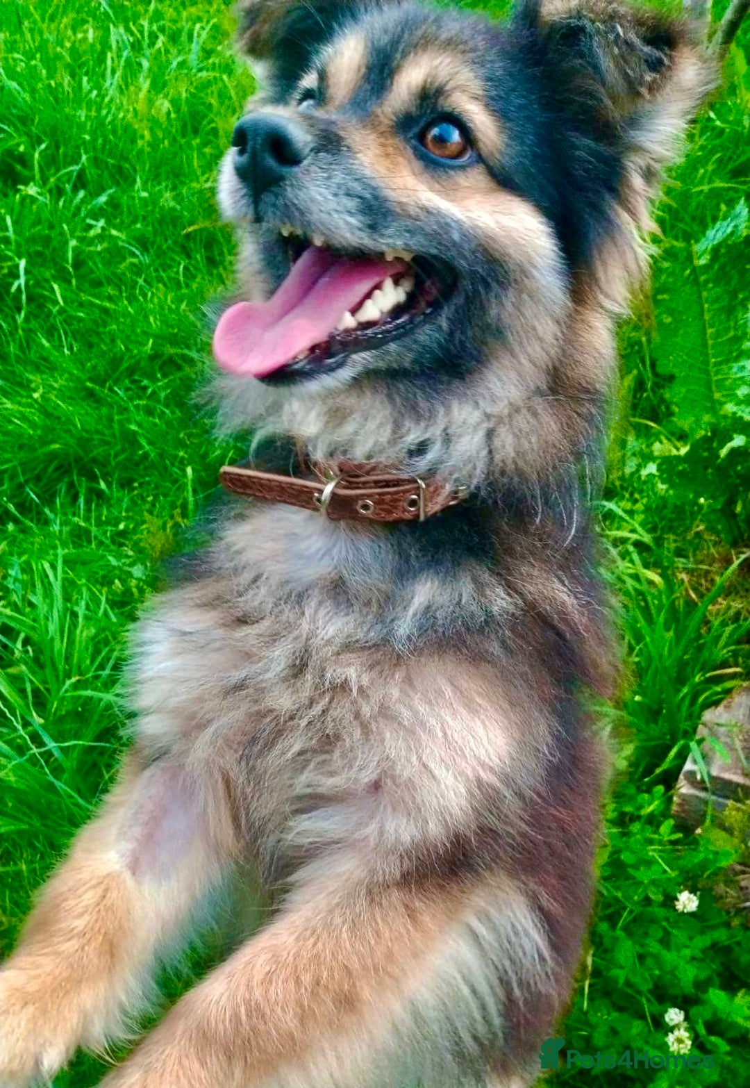 Keeshond dogs for adoption: Mikey’s Story: From Chains to Freedom - Image 3