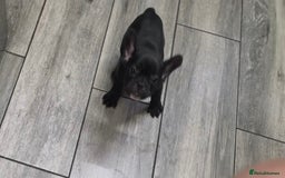 French Bulldog dogs for sale: 2 Adult French bulldogs and 4 Puppies  - Image 19