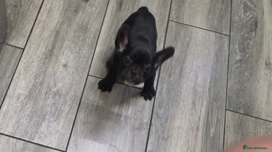 French Bulldog dogs for sale: 2 Adult French bulldogs and 4 Puppies  - Image 19