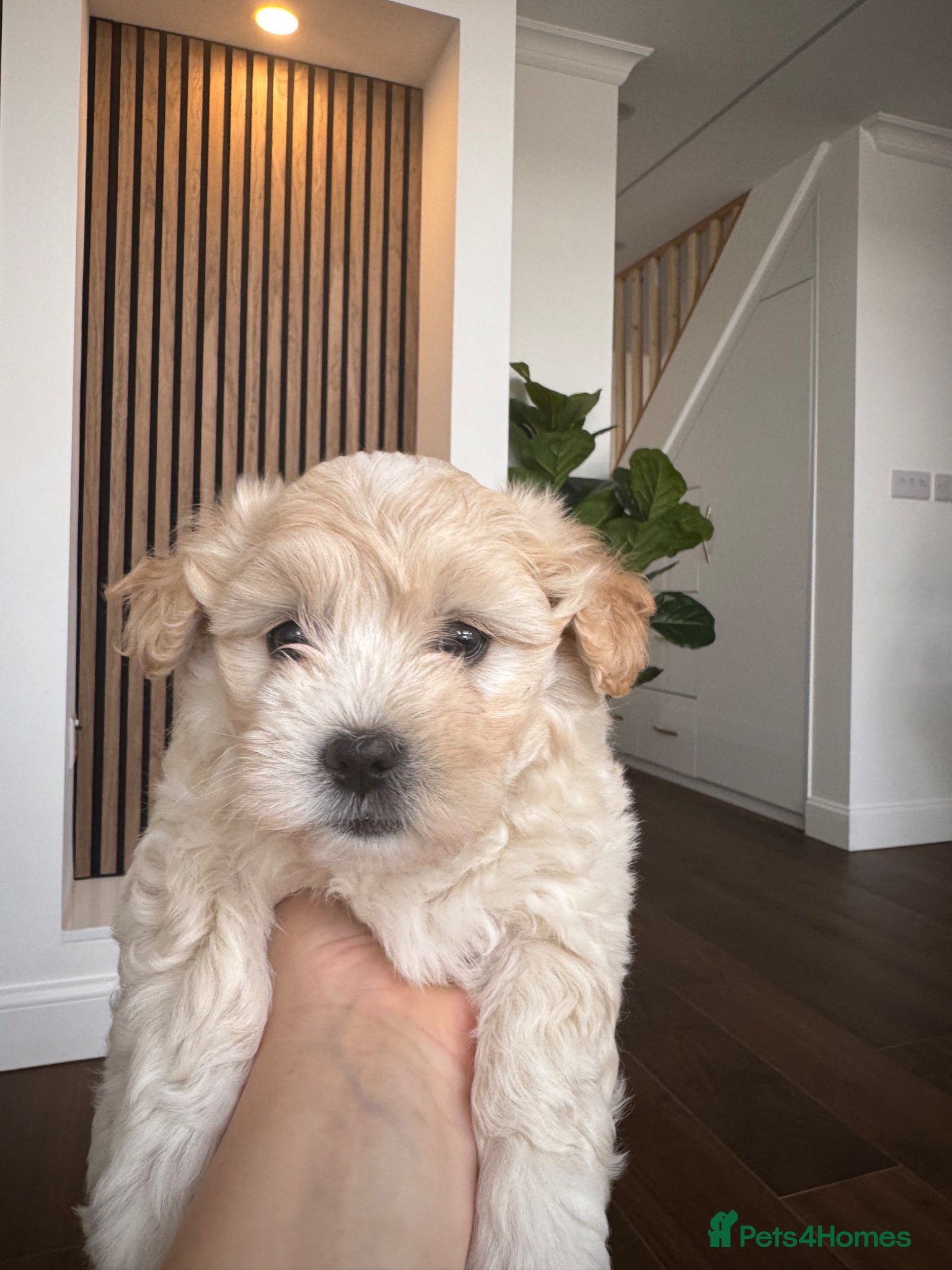 Bichon Frise dogs for sale: Two adorable boys are looking for a forever home🤎 in Bracknell - Advert 6