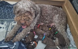 Lagotto Romagnolo dogs for sale: Lagotto Romagnolo, pure breed, KC reg litter - Image 6