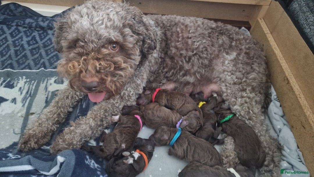 Lagotto Romagnolo dogs for sale: Lagotto Romagnolo, pure breed, KC reg litter - Image 6
