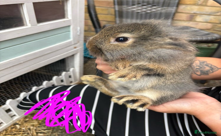Mixed Breed rabbits - Advert 1