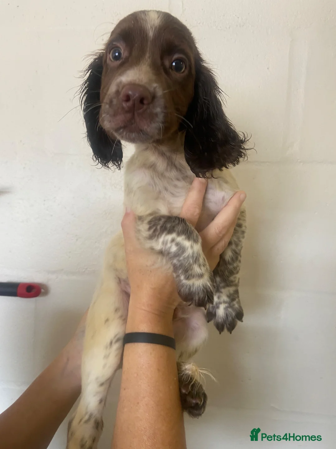 Cocker Spaniel dogs for sale: Cocker spaniel puppies 🐾🐶 - Advert 5