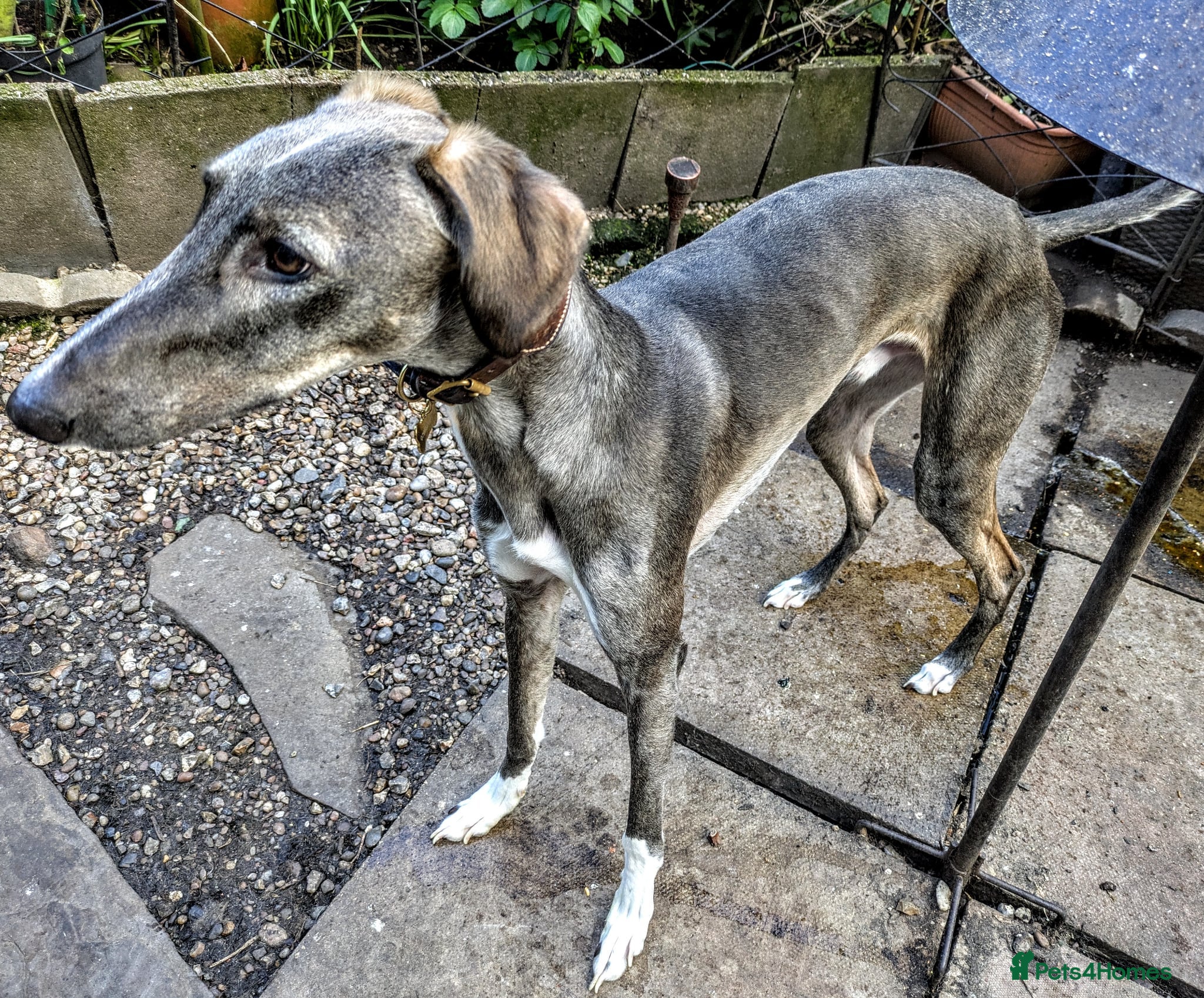 NORMAN, young lurcher in rescue — Lurcher