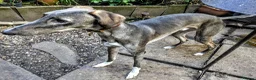 Lurcher dogs for adoption: NORMAN, young lurcher in rescue - Advert 4