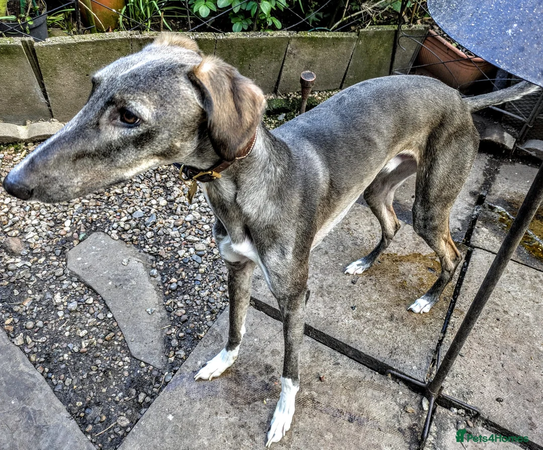 Lurcher dogs for adoption: NORMAN, young lurcher in rescue - Advert 4
