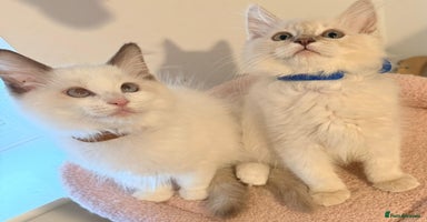 Ragdoll cats - Advert 5