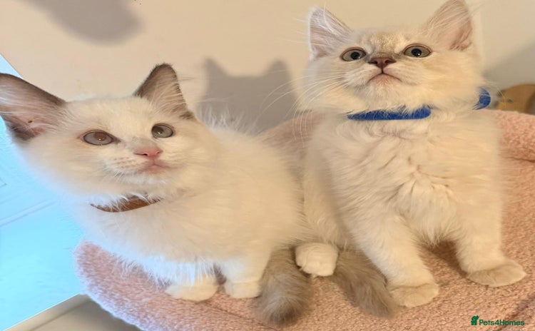 Ragdoll cats - Advert 12