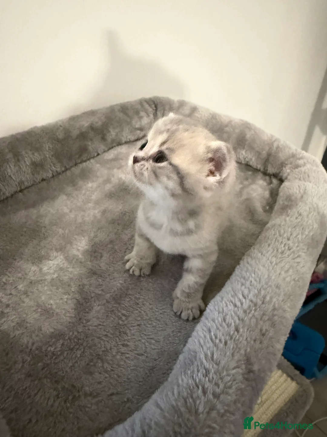 Scottish Fold cats for sale: Scottish fold female kitten pure breed in London - Advert 5