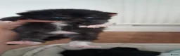 Mixed Breed cats for sale: Turkish Angola mix breed in Birmingham - Advert 6