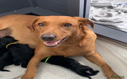 Labrador Retriever dogs for sale: 5* breeder🐾beautiful glossy black puppies ❤️  - Image 10