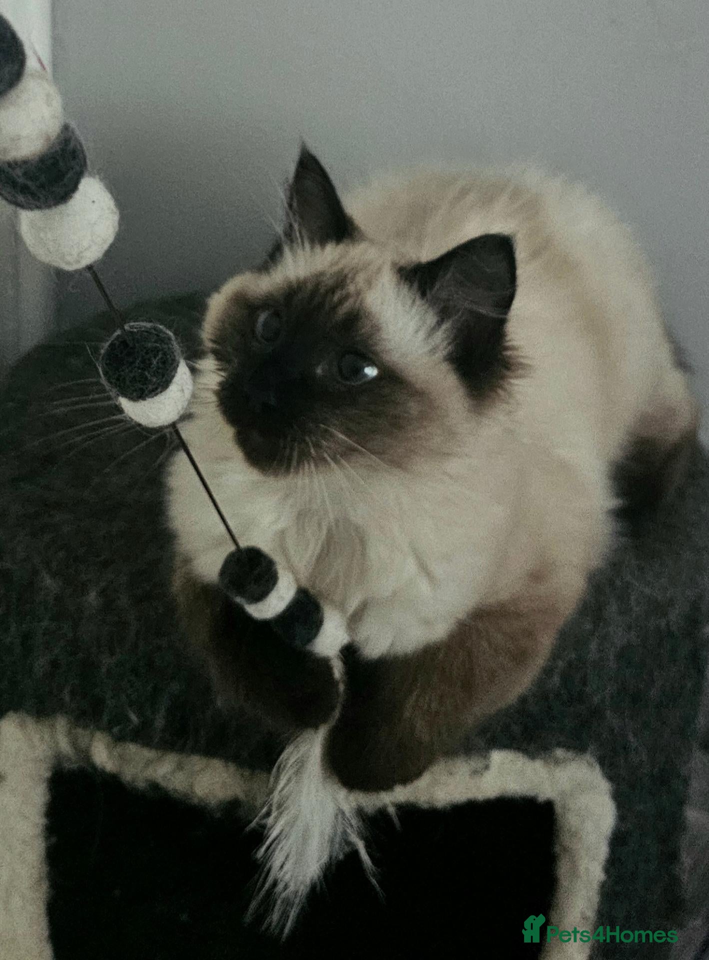 Ragdoll cats Beautiful, Sweet Ragdoll kitten available.  - Advert 3