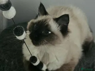 Ragdoll cats Beautiful, Sweet Ragdoll kitten available. - Advert 3