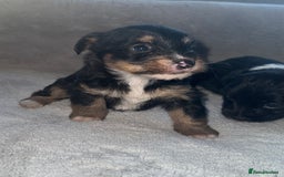Jack Russell dogs for sale: 3 beautiful jack russle puppy’s  - Image 3