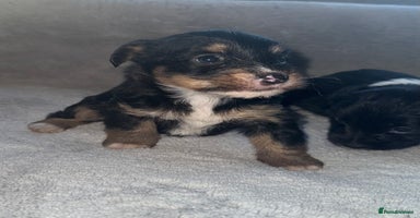 Jack Russell dogs - Advert 14