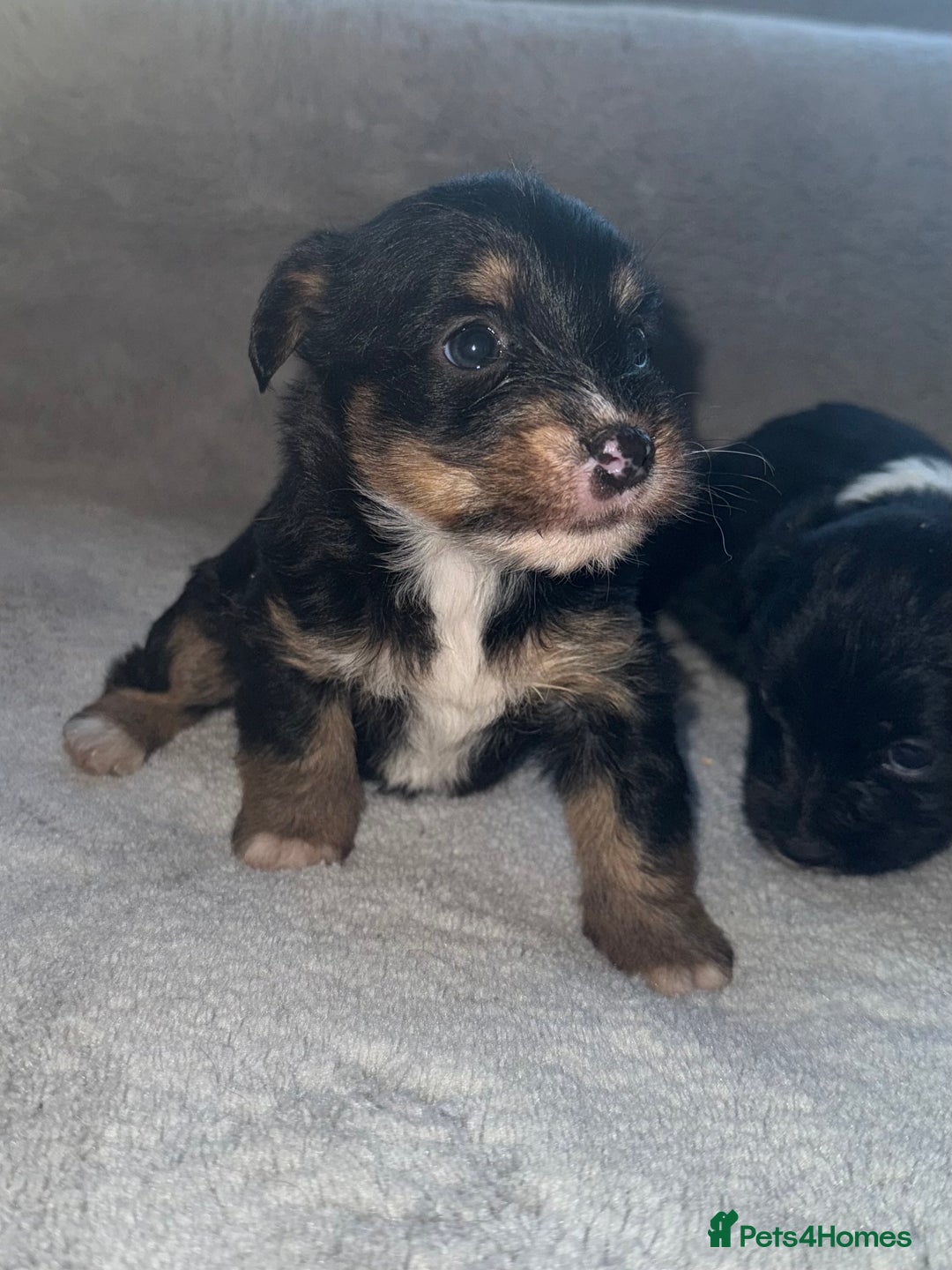 Jack Russell dogs for sale: 3 beautiful jack russle puppy’s  - Image 3