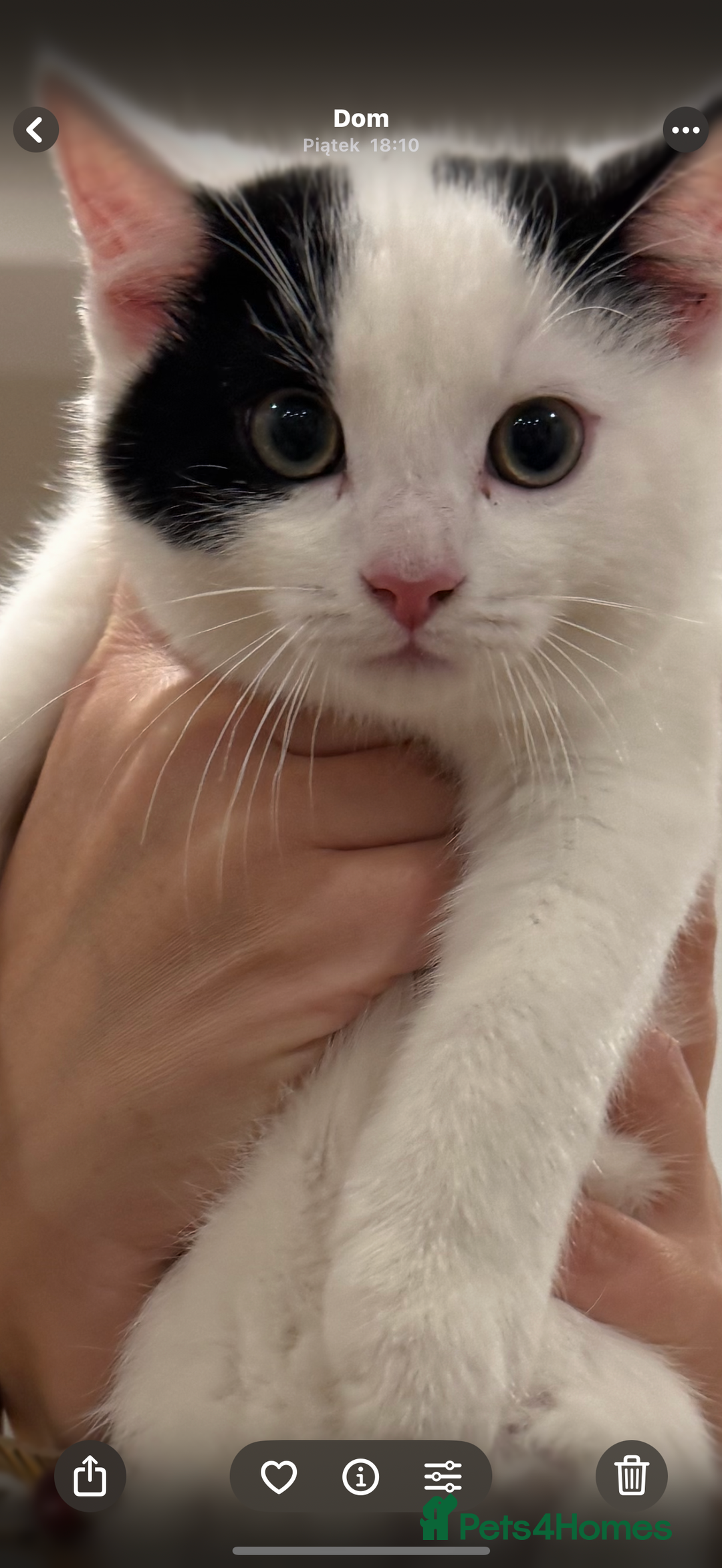 Mixed Breed cats for sale: Kittens ready today 😻 - Advert 2