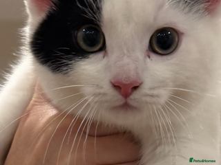 Mixed Breed cats Kittens ready today 😻 - Advert 1