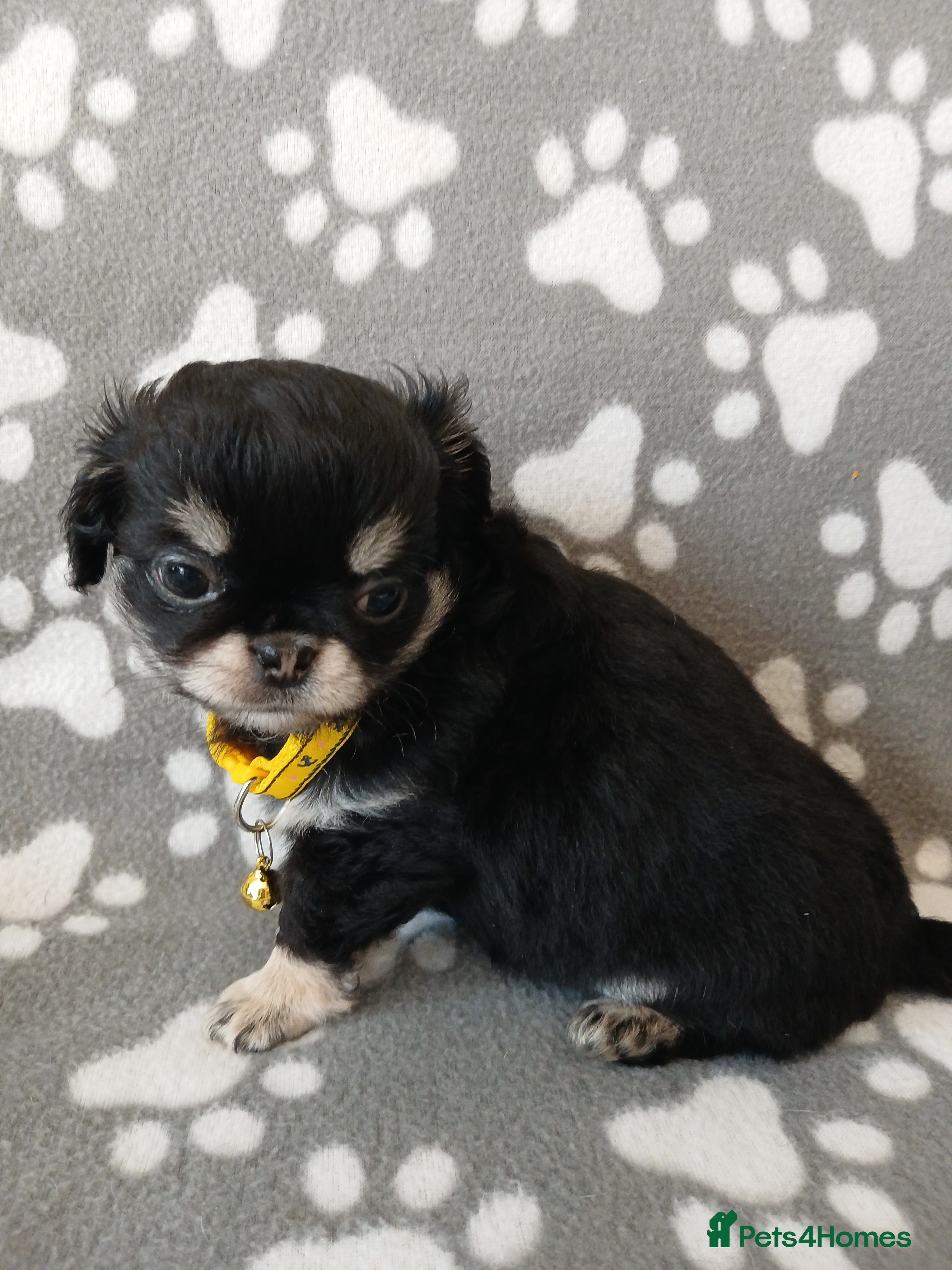 Chihuahua dogs  ❤️KC REG LONG COAT STUNNING PUPPIES❤️ - Advert 2