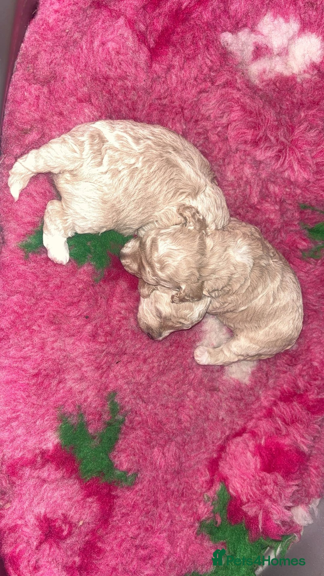 Toy Poodle dogs for sale: Stunning Toy poodles  - Image 6