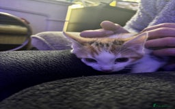 Mixed Breed cats for sale: Shy calico girl needs a loving home  - Advert 5