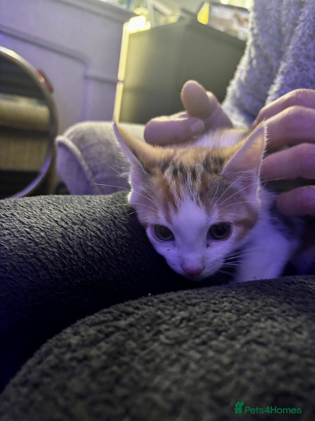 Mixed Breed cats for sale: Shy calico girl needs a loving home  - Advert 5