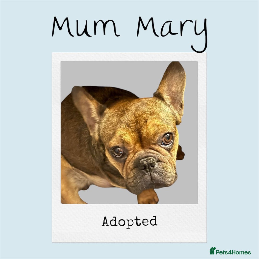 French Bulldog dogs for adoption: 🩷 COCO – Blue Fawn French Bulldog Girl - Advert 7