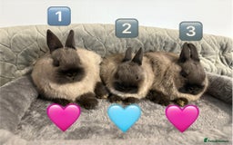 Netherland Dwarf rabbits for sale: * READY NOW x 3 x NETHERLAND DWARF BUNNIES 🐰 🏡 * - Image 1